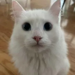 incognitotgt's Avatar