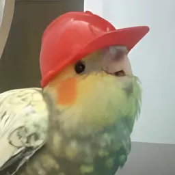 pocco81's Avatar