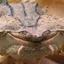 Anomalocaridid's Avatar